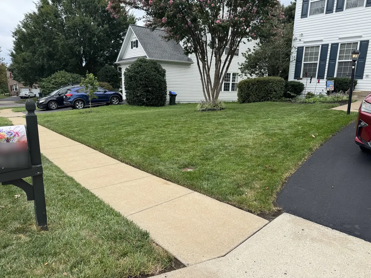Freshly mowed Braemar lawn with straight stripes and crisp driveway edging in Bristow, Virginia